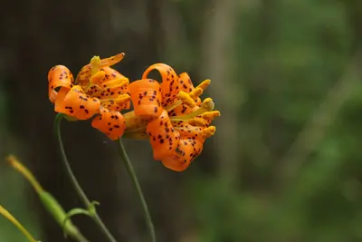 Lilium columbianum humbug mt