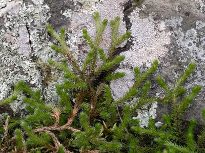 Selaginella rupestris close up