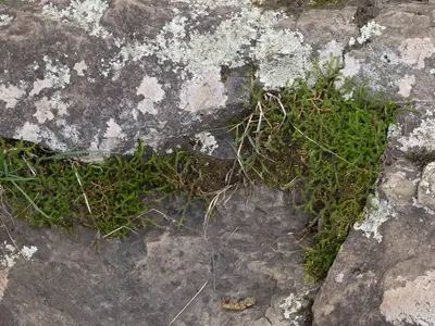 Selaginella rupestris in rock crevice