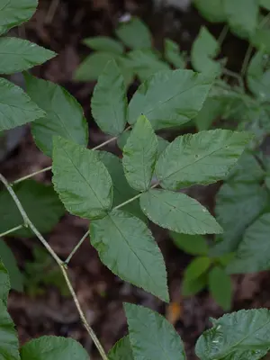 Rubus idaeus 558781457