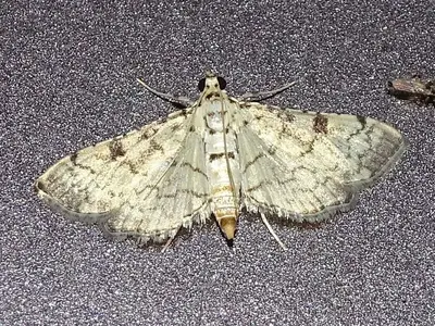 Hileithia differentialis