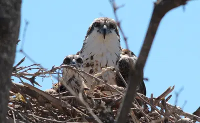 Pandion haliaetus (Osprey) photograph 83