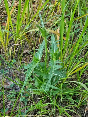 Dipsacus laciniatus 541895928