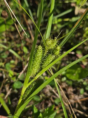 Carex frankii 541895924