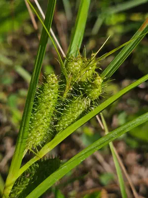 Carex frankii 541895929