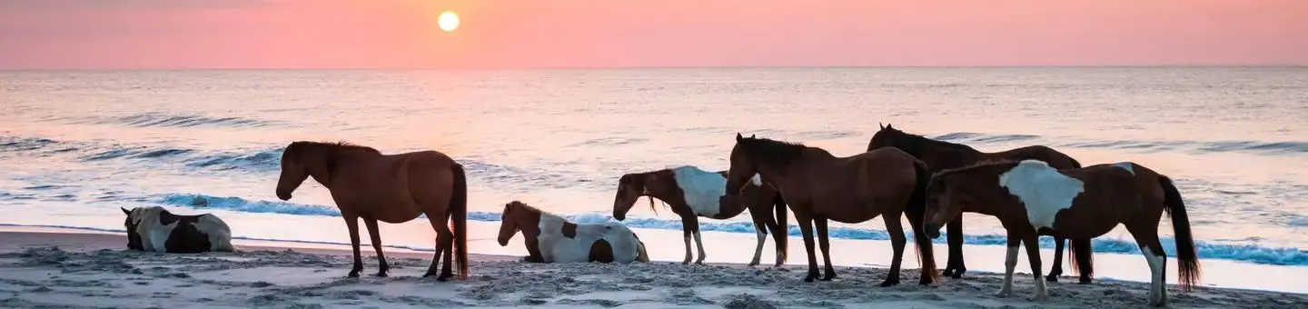 Assateague Island National Seashore Wild Horses on the Beach