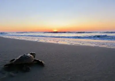 A turtle crawls toward the sea.