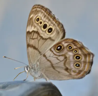 Northern Pearly-Eye (Enodia anthedon) (9256869607)