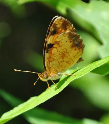 Northern Crescent (Phyciodes cocyta) (9256279675)