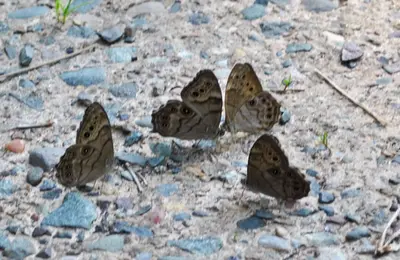 Northern Pearly-Eye (Enodia anthedon) (9259645320)