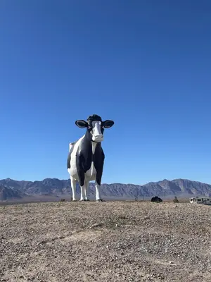 Big Bovine of the Desert in Amargosa Valley, NV