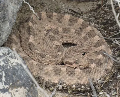 Crotalus cerastes 150395612