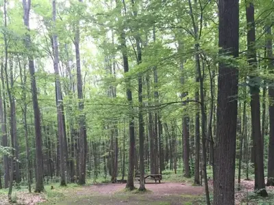 forested campground