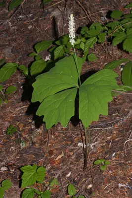 Achlys triphylla 1033