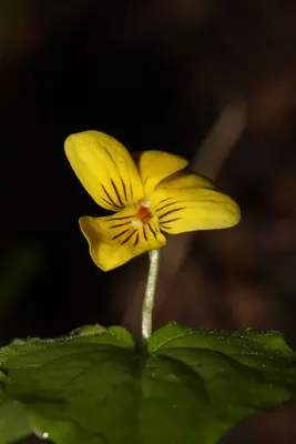 Viola glabella 1037