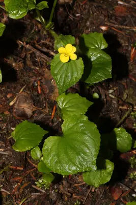 Viola glabella 1035