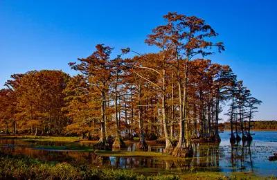 Reelfoot Lake Tennessee (30212123)