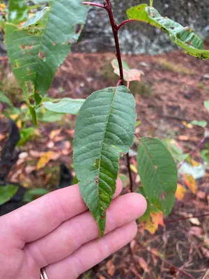 Prunus pensylvanica by Mara McHaffie