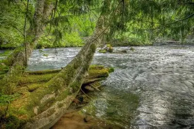 Adams Fork Campground