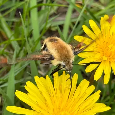 Hemaris aethra drinking from dandelion