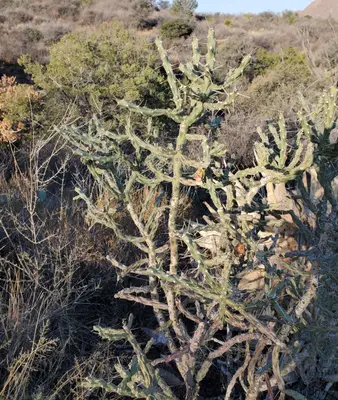 Cylindropuntia kleiniae 17