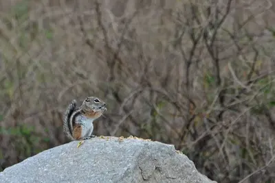 Flickr - ggallice - Chipmunk