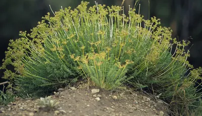 Cymopterus longilobus (5176555387)