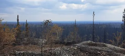 Burnt forest near Enterprise in 2023 (2)