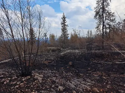 Ground after 2023 wildfire near Enterprise
