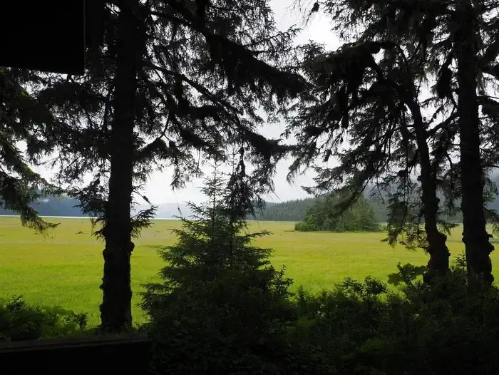 View of trees and grassflats
