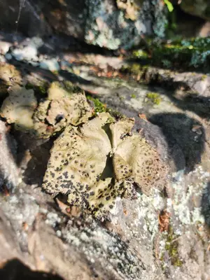 Umbilicaria muhlenbergii 304227297
