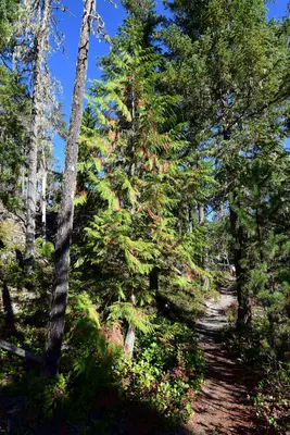 Nootka Cypress 01