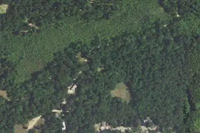 Poplars