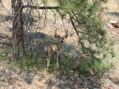 Cottonwood Springs Wildlife