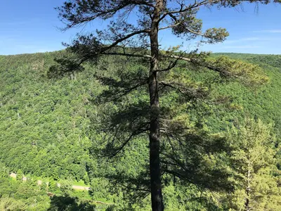 2022-06-14 16 38 10 View east across Pine Creek Gorge from an overlook within Colton Point State Park in Shippen Township, Tioga County, Pennsylvania