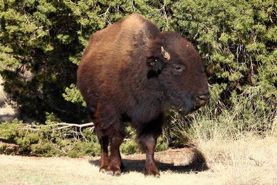 Bison in Caprock Canyons State Park Texas