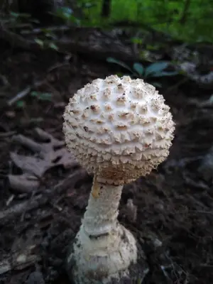 Amanita ravenelii 91552229