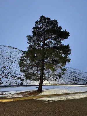 Tree at dusk in the Weatherby Rest Area