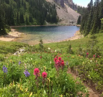 Palisades Lake Trail wildflowers - 48607128618