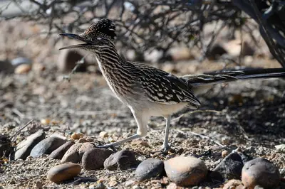2025-02-02 03 Greater roadrunner (Geococcyx californianus) - AZ USA
