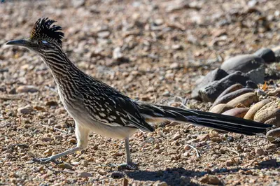 2025-02-02 04 Greater roadrunner (Geococcyx californianus) - AZ USA