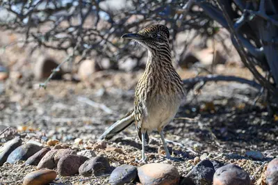 2025-02-02 02 Greater roadrunner (Geococcyx californianus) - AZ USA