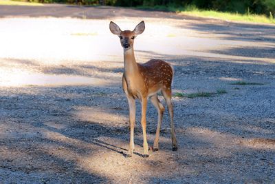 Deer Eisenhower State Park Texas 2024