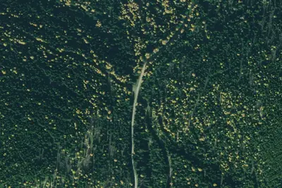 Rd 7183-L