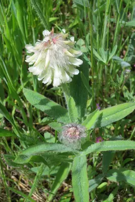 Trifolium eriocephalum ssp. eriocephalum