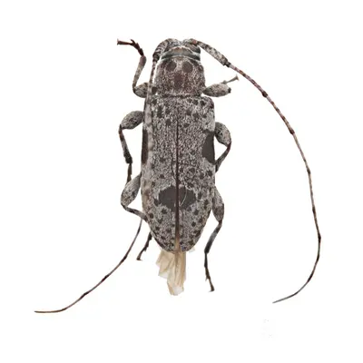 Sternidius imitans 352305492