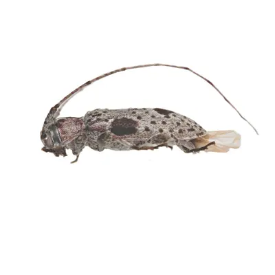 Sternidius imitans 352305489