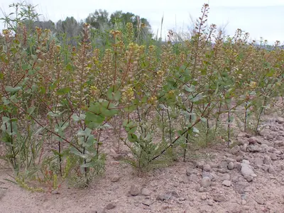 Lepidium perfoliatum - clasping pepperweed - 53007079354