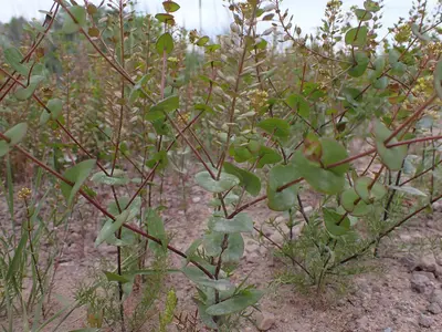 Lepidium perfoliatum - clasping pepperweed - 53007295715