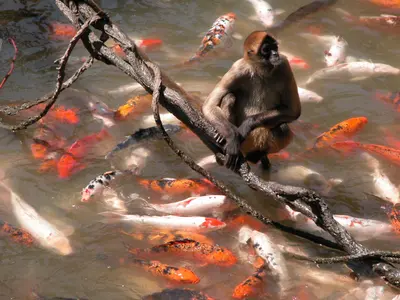 Greedy Monkey - Flickr - Templarion